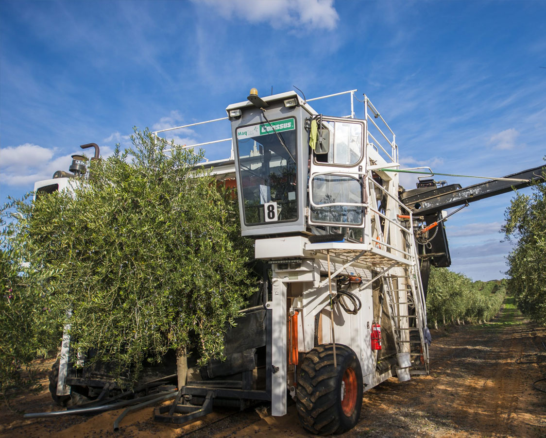 Cobram Estate