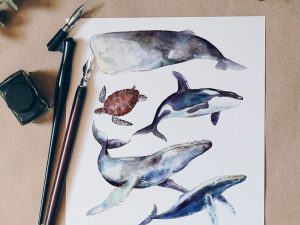 Limited Edition Watercolour Whale Prints